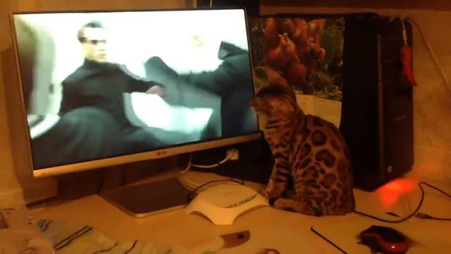 Бенгальская кошка смотрит Матрицу - продолжение