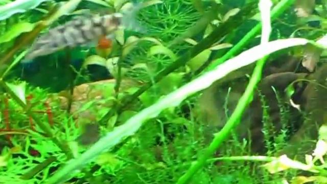 Амека (Ameca splendens) смотреть онлайн