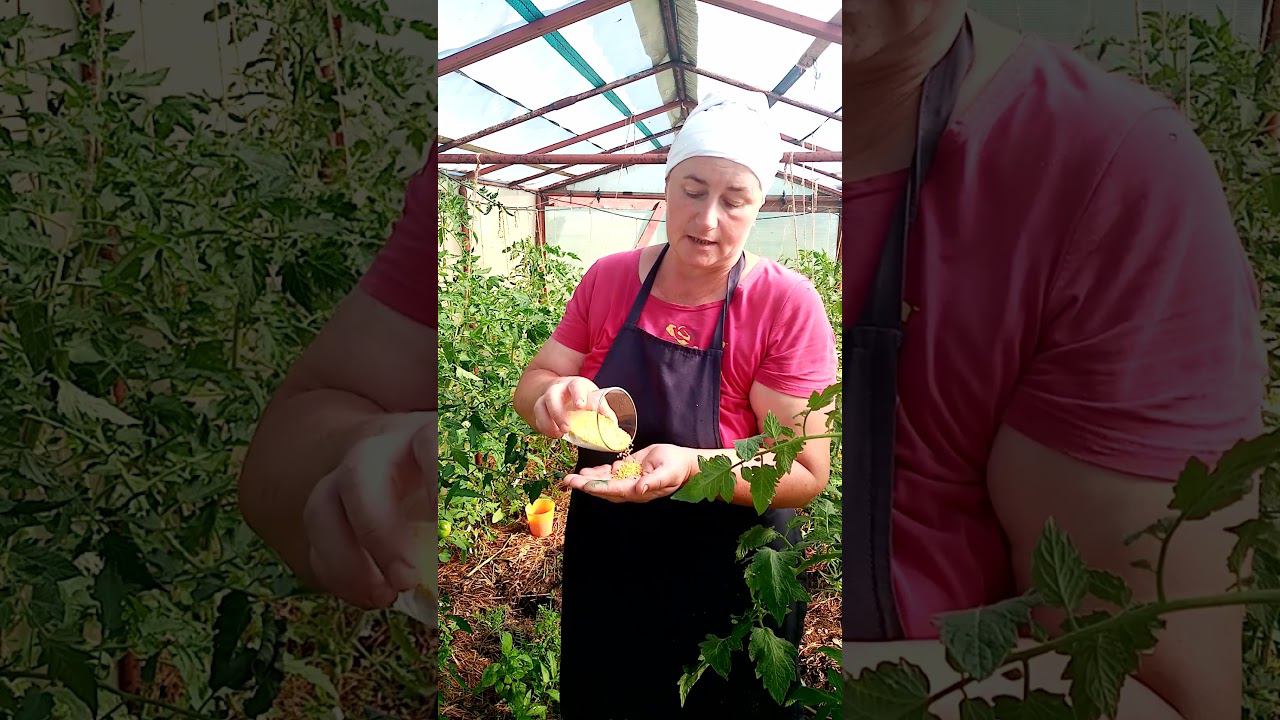 Этот МЕТОД позволил ИЗБАВИТЬСЯ от муравьев. смотреть онлайн