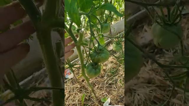 Томат Семейное счастье от #уральскийдачник #томаты #огородники #огород #фокусгруппауральскогодачник смотреть онлайн