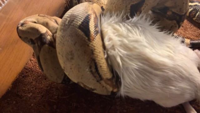 Кормление императорского удава, крыса 350 гр смотреть онлайн