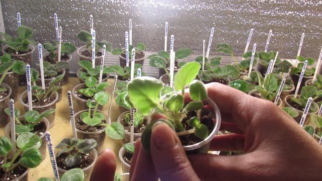 НЕКРАСИВЫЕ ДЕТКИ ФИАЛКИ. МОЖНО ЛИ ИСПРАВИТЬ ? смотреть онлайн