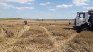 Уборка зерновых.Командировка.