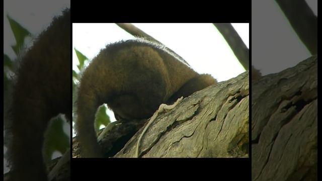 rob bredl, the barefoot bushman, and john robinson, bush tucker banquet - part 2 (QHD) [2K] смотреть онлайн