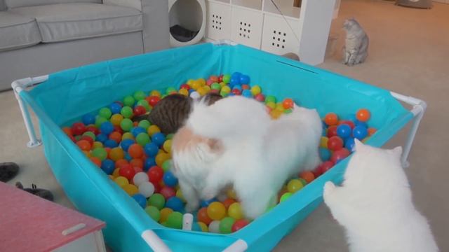 Cats vs Ball Pit | Kittisaurus смотреть онлайн