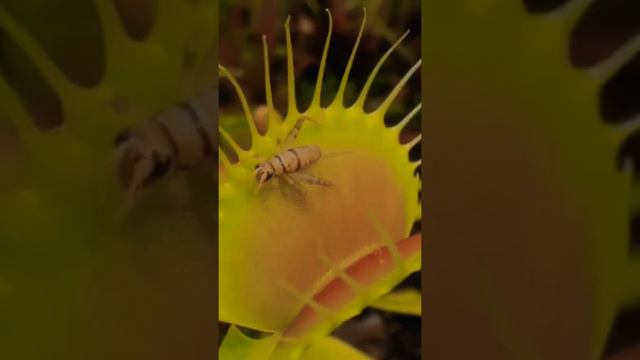 giant cricket vs venus fly traps смотреть онлайн