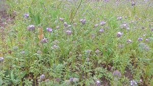 Фацелия самосевом или посев фацелии под зиму.