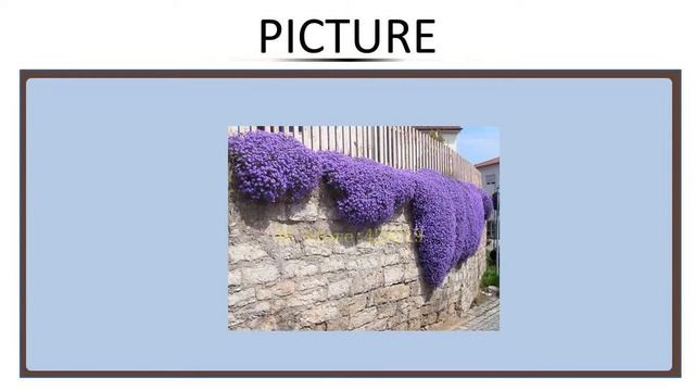 100 pcs Rock Cress,Aubrieta Cascade PERENNIAL FLOWERING GROUNDCOVER flower seeds for flowe смотреть онлайн