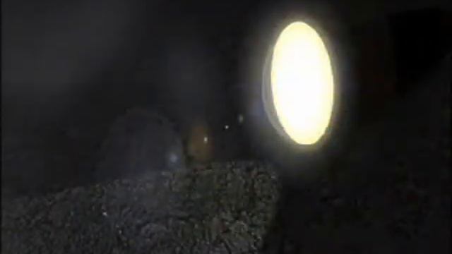 StarCraft: Wanted Dead or Alive смотреть онлайн