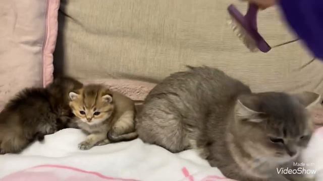 София с котятами🐈19 дней /Лапусики уже бегают/Барни облизывается /Olga Kirchgessner смотреть онлайн