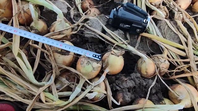 лук Вердон F1 (T-803) от компании Таки Сидс