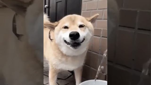 Счастливые животные! смотреть онлайн