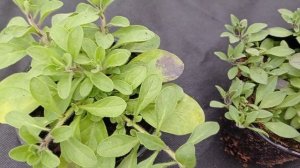 Пятна на листьях петунии.Что делать?