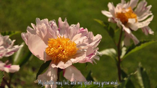 Moment of Peace: Psalm 73:24-26, NLT смотреть онлайн