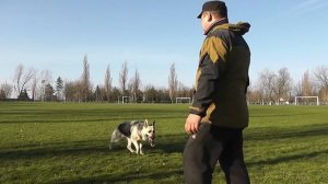 О породе Восточно-Европейская овчарка