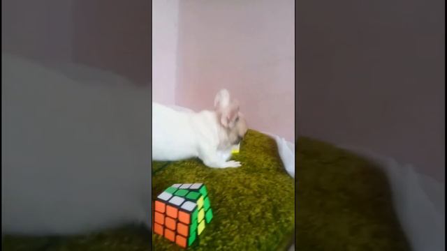 Французский бульдог смотреть онлайн