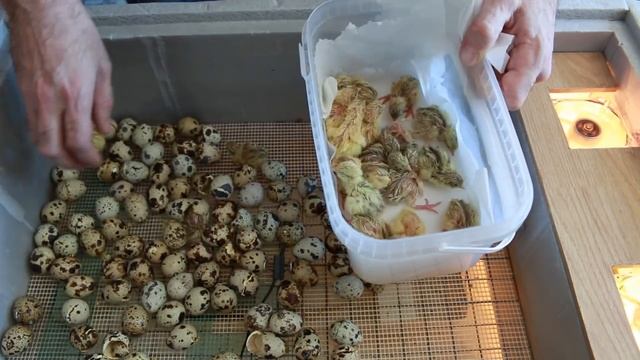 Инкубатор моей мечты. Выводимость 100%. Минусы плёнки. Инфракрасный теплый пол. смотреть онлайн