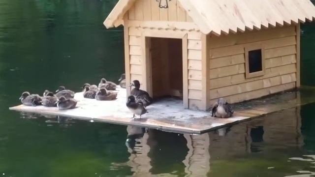 Olympus XZ-1, тест видеорежима смотреть онлайн