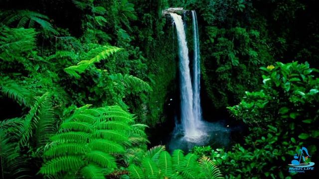 nature forest waterfall live wallpaper 4k| nature beauty animation wallpaper| copyright free music смотреть онлайн