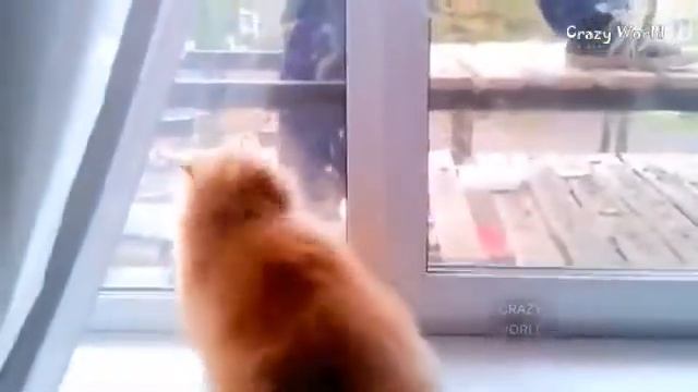 СМЕШНЫЕ КОТЫ И КОШКИ ИСПУГАННЫЕ И ЗЛЫЕ КОТЫ И КОШКИ # смотреть онлайн