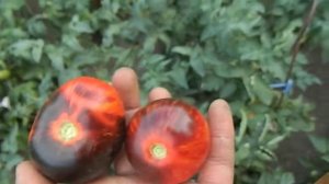 Томат Анто полосатый гном. Вторая половина августа.