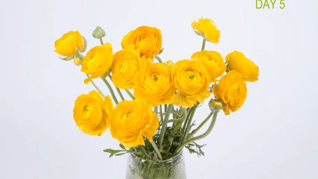 Vase life test Ranunculus Pauline Gold смотреть онлайн