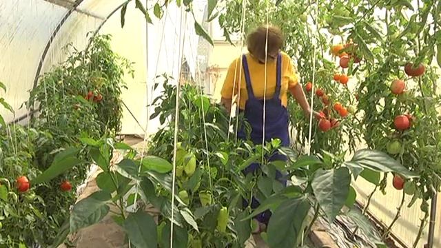 Дачные советы с Галиной Старосельцевой. Подготовка грядок к осени. Август 29-2019 смотреть онлайн