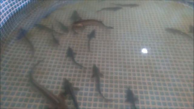 АСФИКСИЯ У ОСЕТРА ЧТО ДЕЛАТЬ смотреть онлайн