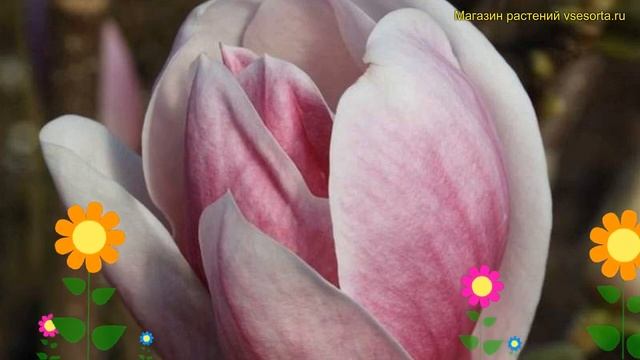 Магнолия суланжа Сатисфэкшн. Краткий обзор, описание характеристик magnolia soulangeana Satisfactio смотреть онлайн