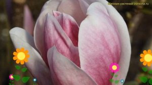 Магнолия суланжа Сатисфэкшн. Краткий обзор, описание характеристик magnolia soulangeana Satisfactio