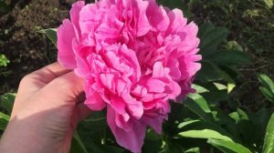 Пион PINK PARFAIT/Пинк Парфе