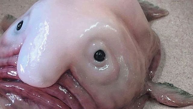 КТО ТЫ РЫБА КАПЛЯ смотреть онлайн