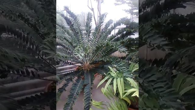 Plante exotice Grădina Botanică-iași смотреть онлайн