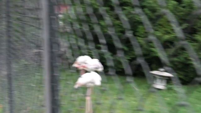 Видели ли вы, как спят Фламинго? Тайган. Have you seen Flamingos sleeping? Taigan. смотреть онлайн