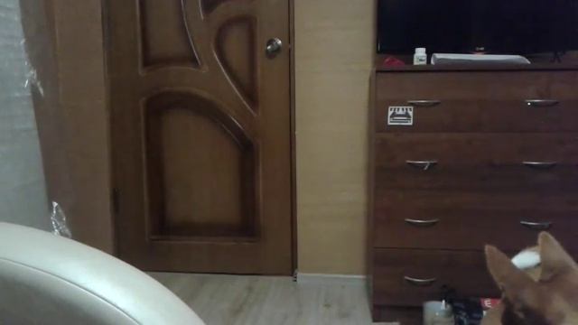 Что будет если оставить мою собаку дома одного смотреть онлайн