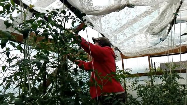 Помутнел рассол в огурцах, что делать ? / Работаю в теплице, размер томатов / Жизнь в селе. смотреть онлайн