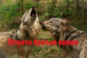 Истории про волков. Волчат разлучили в детстве, но спустя год их свела судьба. Аудио рассказы.