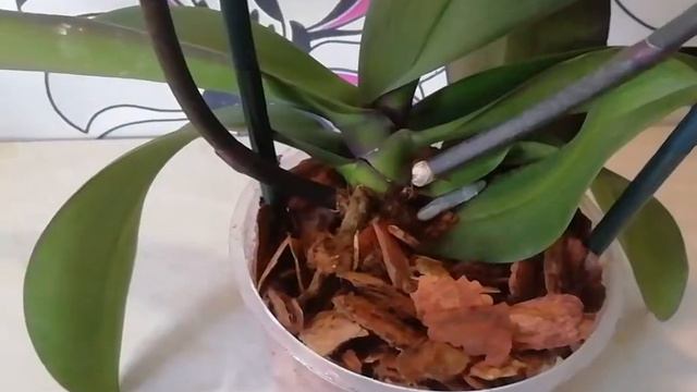 БЫСТРО ВОССТАНОВИТЬ ТУРГОР ЛИСТЬЕВ В ОРХИДЕИ. Прошло ровно месяц. смотреть онлайн