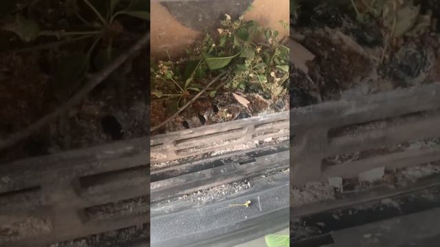 #уралмаш #екатеринбург #россия#огород #огородкруглыйгод#садовод#грядки#яблоня#дача#дачасадогород смотреть онлайн