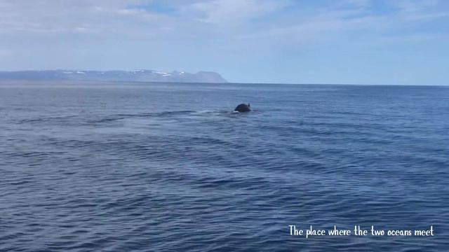 Экспедиция за китами в Исландии, Холмавик. Iceland, Holmavik. Humpback whales. смотреть онлайн