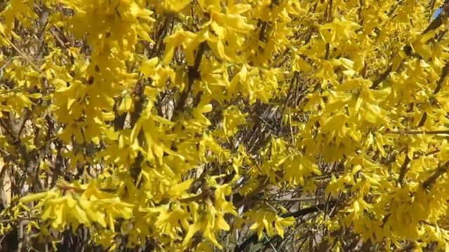 Forsythia × intermedia zlatice prostřední смотреть онлайн