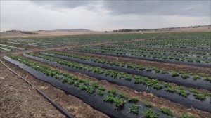 Борьба с  фитофторозом на клубники (землянике садовой)#фитофтороз