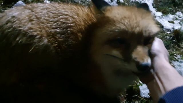 Алиса - лиса. Ночной дозор смотреть онлайн