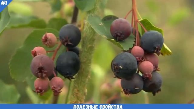 ИРГА свойства, применение, польза для мужчин, женщин | ИРГА польза для здоровья человека смотреть онлайн