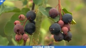 ИРГА свойства, применение, польза для мужчин, женщин | ИРГА польза для здоровья человека