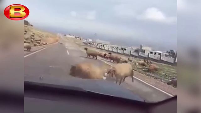 Самые эпичные атаки Баранов и Козлов смотреть онлайн