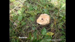 СЪЕДОБНЫЕ  ГРИБЫ     ФОТО   С  НАЗВАНИЯМИ