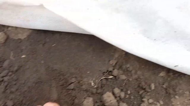 Редис під агроволокном Селеста Стеллар смотреть онлайн