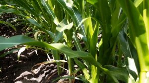 Кукуруза 2020 год, ДКС 3939, Краснодарская 291,и КВС  сравнение трёх гибридов в засушливых условиях