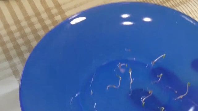 Выращивание рассады картофеля из семян(Часть 1) смотреть онлайн